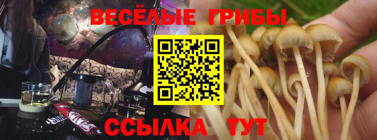 Псилоцибиновые грибы Psilocybine cubensis Жигулёвск